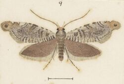 Fig 9 MA I437908 TePapa Plate-XLVII-The-butterflies full (cropped).jpg