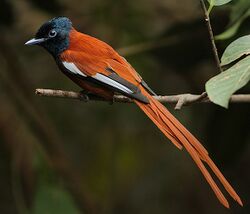 Flickr - Rainbirder - Red-bellied Paradise Flycatcher (Terpsiphone rufiventer) male.jpg