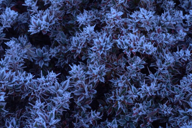 File:Frost on leaves.jpg