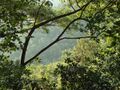 GREEN CANOPY^SABARIMALA KERALA INDIA - panoramio.jpg