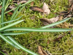 Galanthus reginae-olgae closeup leaves.jpg