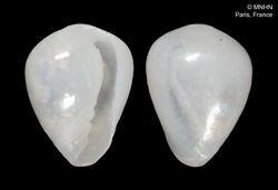 Granulina mamanucensis (MNHN-IM-2000-3440).jpeg