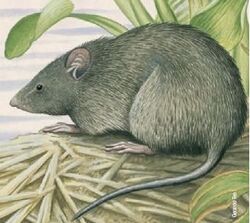 Gyldenstolpia is a genus of rodents belonging to the family Cricetidae.