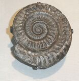 A group of spiral-shaped fossils