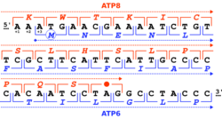 Homo sapiens-mtDNA~NC 012920-ATP8+ATP6 Overlap.svg