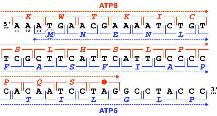 File:Homo sapiens-mtDNA~NC 012920-ATP8+ATP6 Overlap.svg