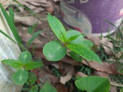 Impatiens balsamina saplings.jpg