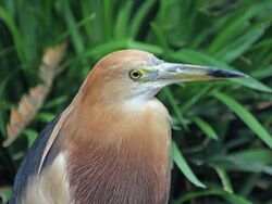 Javan Pond Heron RWD4.jpg