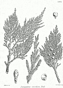 Juniperus excelsa ssp Bra68.png