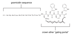 Koert Gated Gramicidin.svg