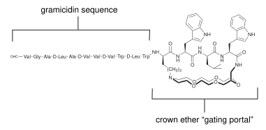 Koert Gated Gramicidin.svg