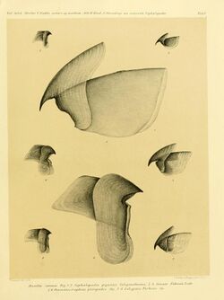 Kolossale Blaeksprutter fra det nordlige Atlanterhav, plate 1.jpg