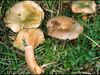 Lactarius semisanguifluus1597.jpg