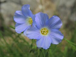 Linum alpinum (35407832095).jpg