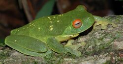 Litoria chloris yellowspots.JPG