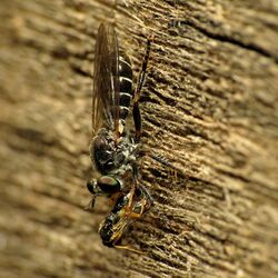 Little Robber Fly - Flickr - treegrow.jpg