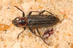 Longhorn Beetle - Stenosphenus notatus, Andelot Farm, Worton, Maryland.jpg