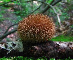 Lycoperdon echinatum 54507 crop.jpg