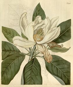 Magnolia × thompsoniana.jpg
