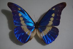 Male Morpho Helena 雄性海伦娜闪蝶.jpg