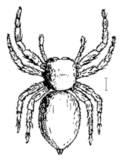 Mantius.russatus.female.png