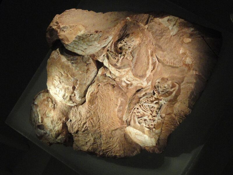 File:Massospondylus egg clutch with embryos (cast), Golden Gate National Park, South Africa, Early Jurassic - Royal Ontario Museum - DSC00145.JPG