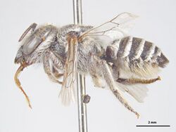 Megachile obtusa f.jpg