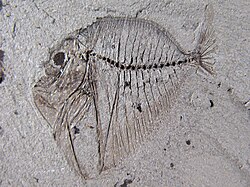 Mene sp. from the Early Eocene Denmark.jpg