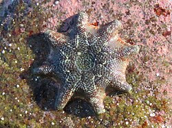 6-armed star fish