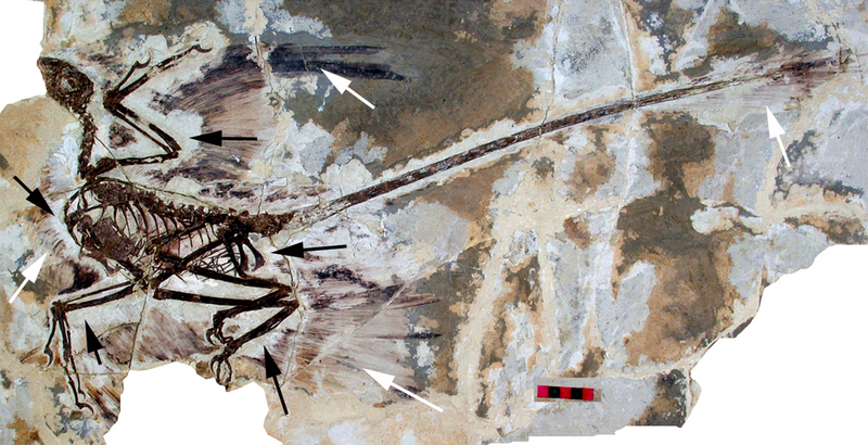File:Microraptor gui holotype.png
