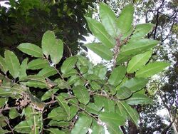 Mischocarpus pyriformis leaves.jpg