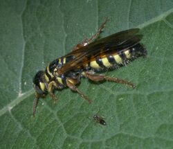 Myzinum quinquecinctum P1190775a.jpg