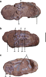 Nanxiong Formation oviraptorid eggs (IVPP V2018).png