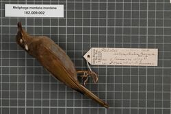 Naturalis Biodiversity Center - RMNH.AVES.133918 1 - Meliphaga montana montana (Salvadori, 1880) - Meliphagidae - bird skin specimen.jpeg