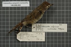 Naturalis Biodiversity Center - RMNH.AVES.32354 1 - Calamanthus campestris montanellus Milligan, 1903 - Acanthizidae - bird skin specimen.jpeg