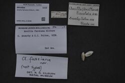 Naturalis Biodiversity Center - RMNH.MOL.213046 - Ancilla farsiana Kilburn, 1981 - Olividae - Mollusc shell.jpeg