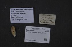 Naturalis Biodiversity Center - ZMA.MOLL.350445 - Caducifer truncatus (Hinds, 1844) - Buccinidae - Mollusc shell.jpeg