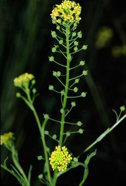 Neslia paniculata eF.jpg