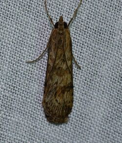 Nomophila nearctica - Lucerne Moth (13730534545).jpg