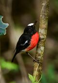 Norfolk Robin (Petroica multicolor) in the Norfolk Island.jpg