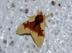 Nygmia solitaria (Lymantriidae).jpg