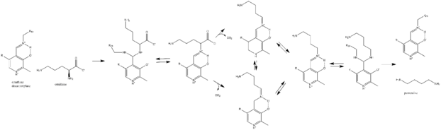 Reaction of ODC with ornithine