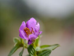 Osbeckia aspera (L.) Blume (14345819319).jpg