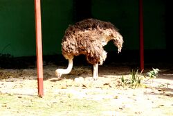 Ostrich with eggs.jpg