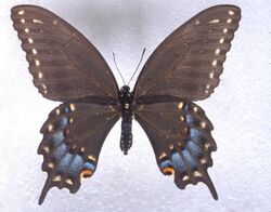 Papilio joanae female.jpg