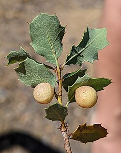 Pear Gall Wasp imported from iNaturalist photo 301308721 on 26 October 2023.jpg