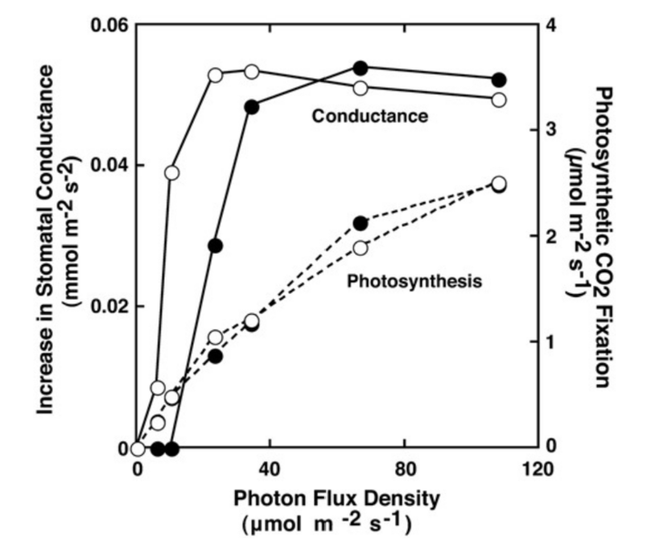 File:Photosynthesis Response.png