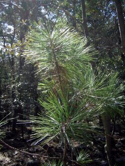 Pinus arizonica sapling.jpg