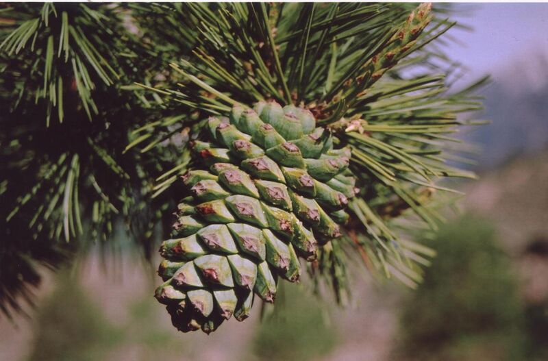 File:Pinus gerardiana female cone.jpg