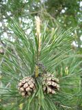 Pinus sylvestris hamata cones Bulgaria.jpg